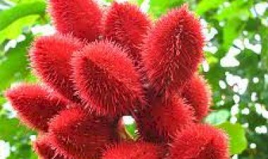 Neri Herbal Garden succeeded in Vermilion (sindoor) propagation